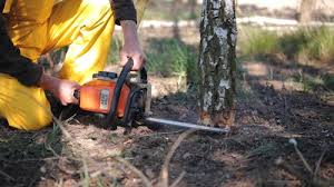 Best Tree Disease Treatment  in Berkeley, CA