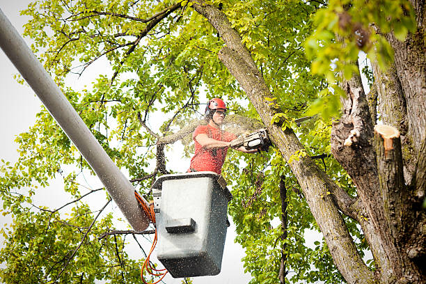 How Our Tree Care Process Works  in  Berkeley, CA